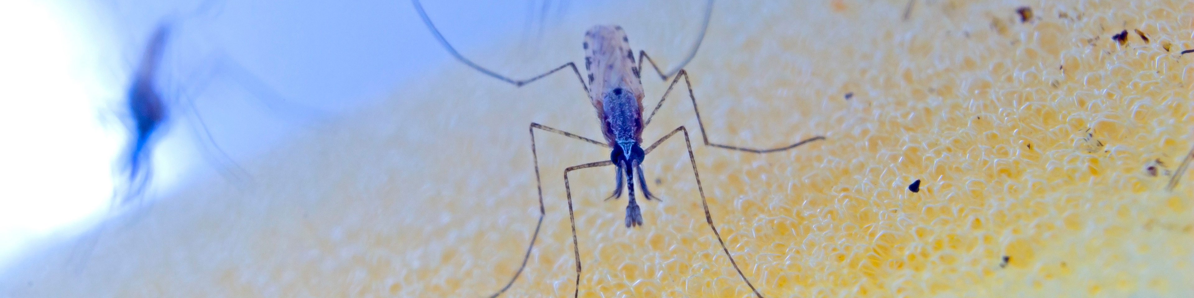 Close up photo of a male mosquito coloured blue, ona yeloow sponge